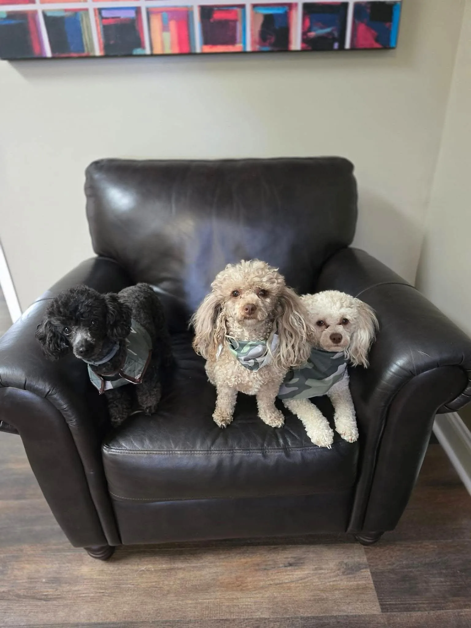 Therapy dogs at Restoration Recovery dog-friendly Suboxone clinic Chattanooga